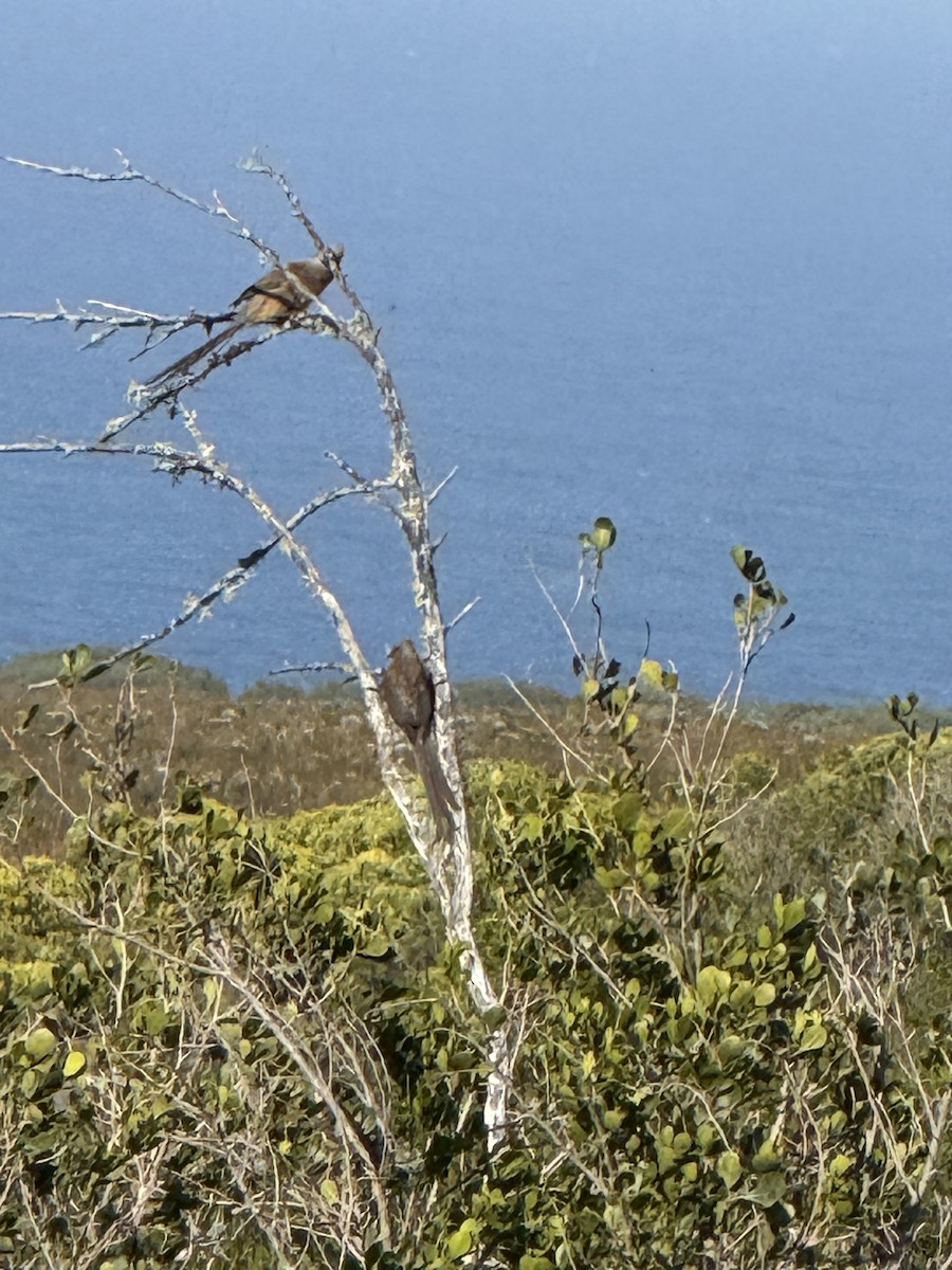 Бурокрылая птица-мышь - ML647667500