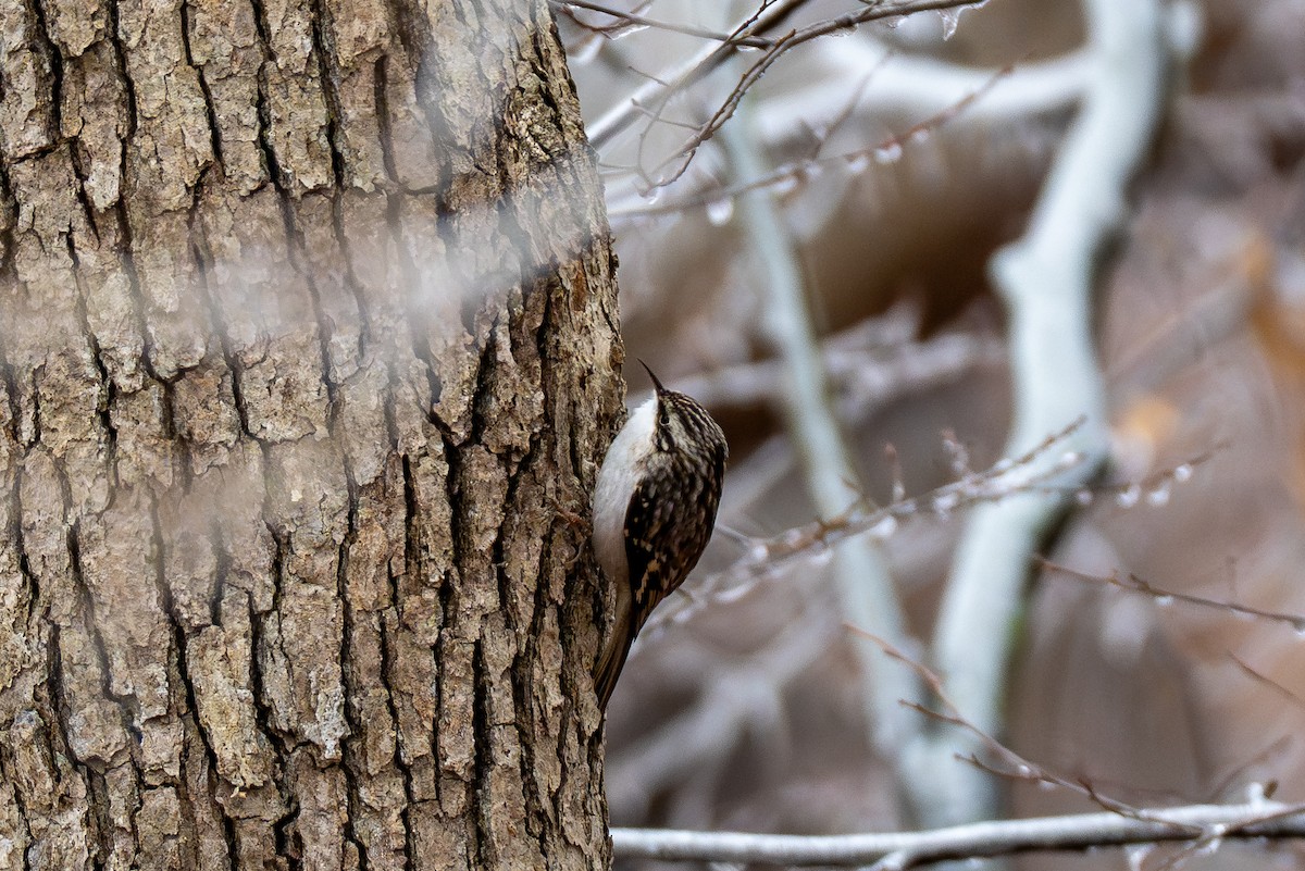 Американская пищуха - ML647667502