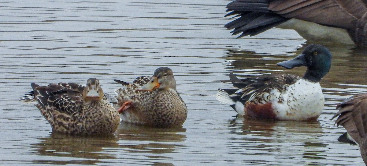 Löffelente - ML647667503