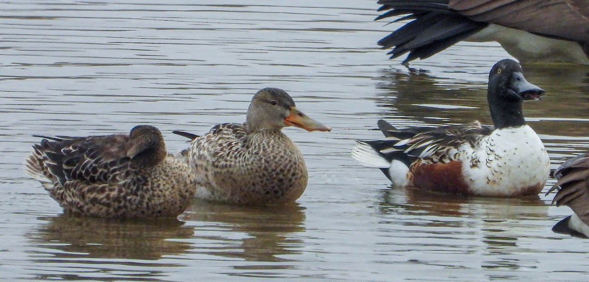 Löffelente - ML647667504