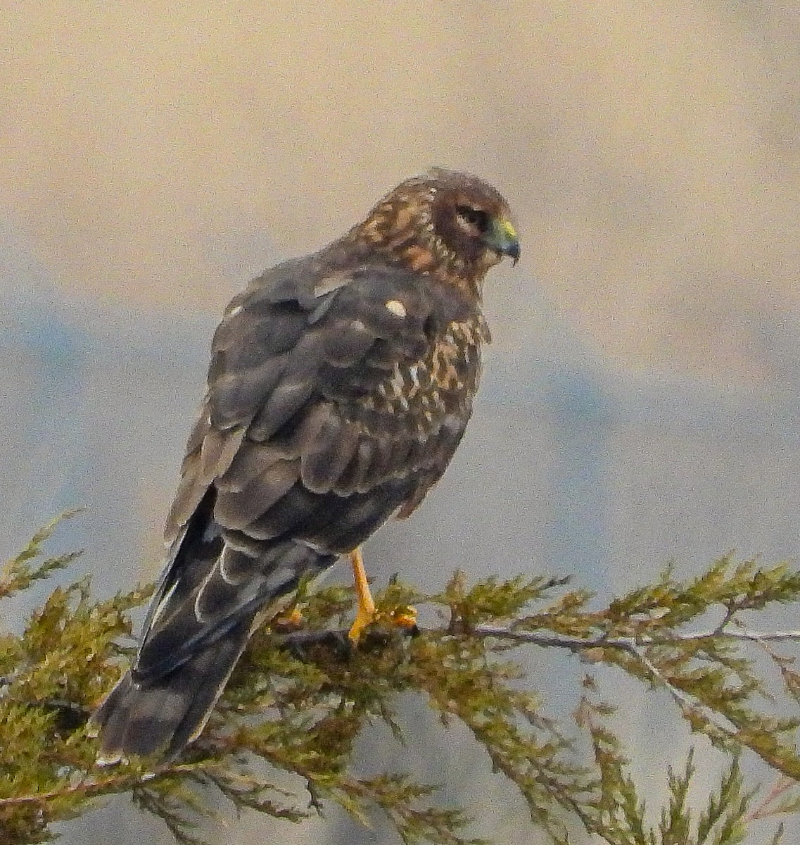 Northern Harrier - ML647667516