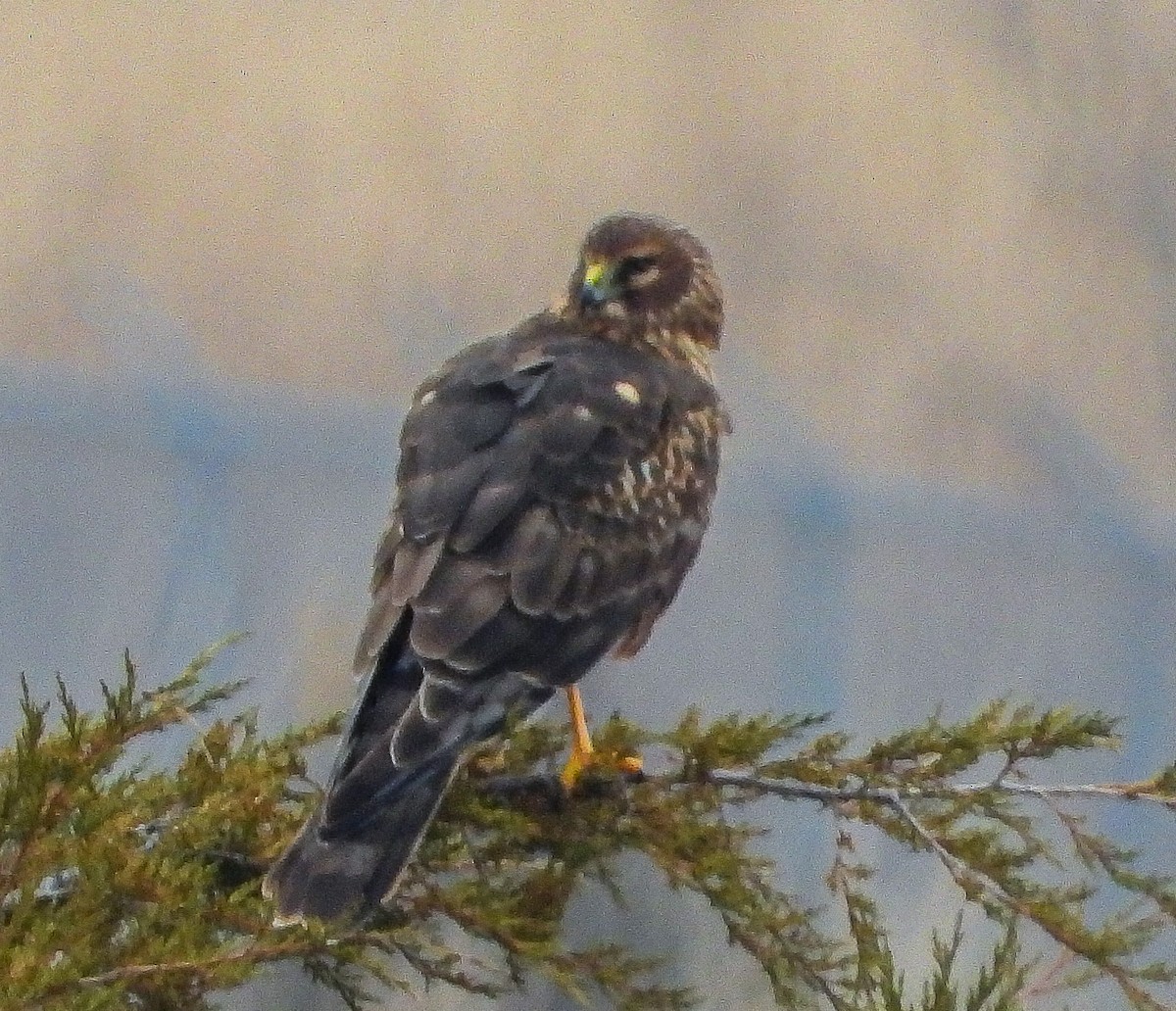 Northern Harrier - ML647667517