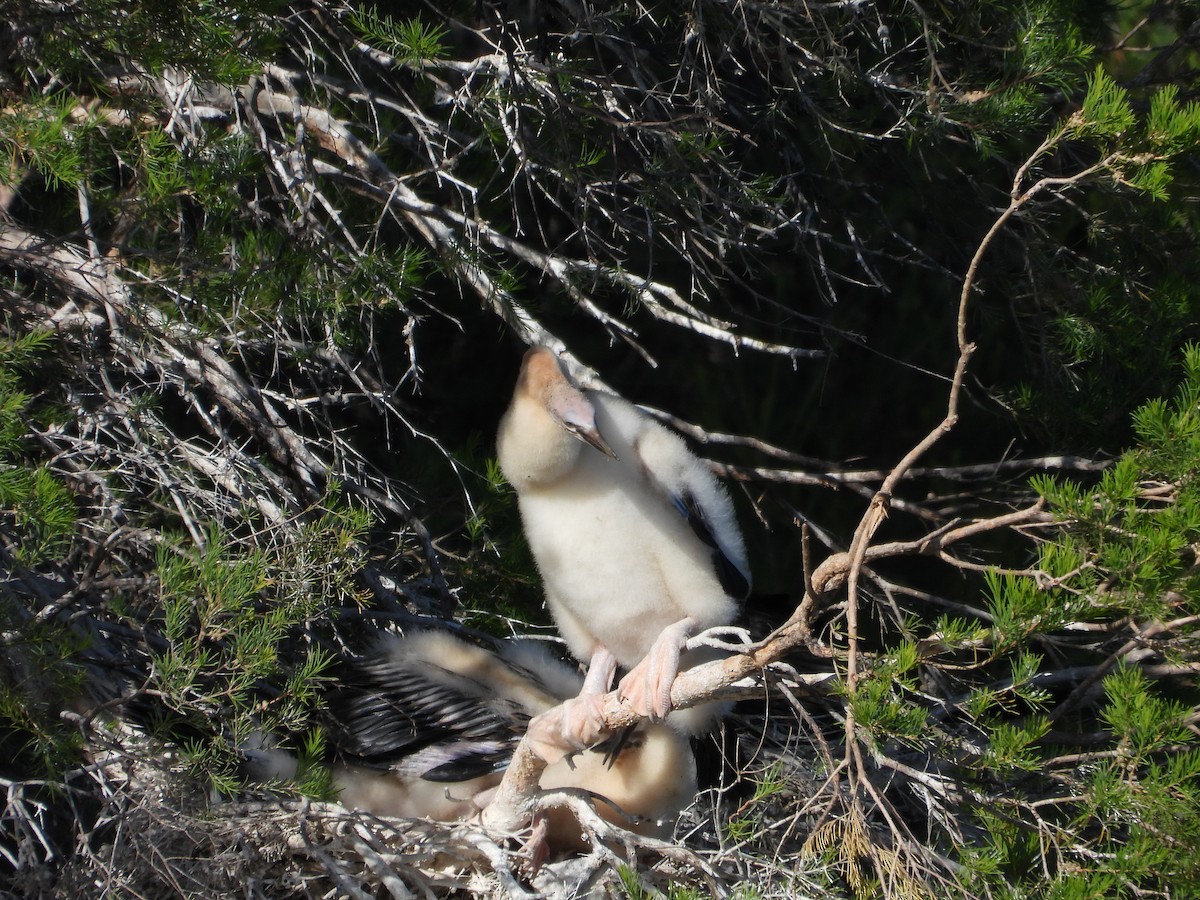 Anhinga australiarra - ML647667522