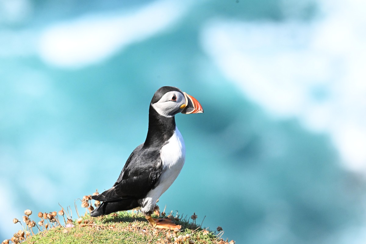 Lanperna-musu atlantikoa - ML647667537