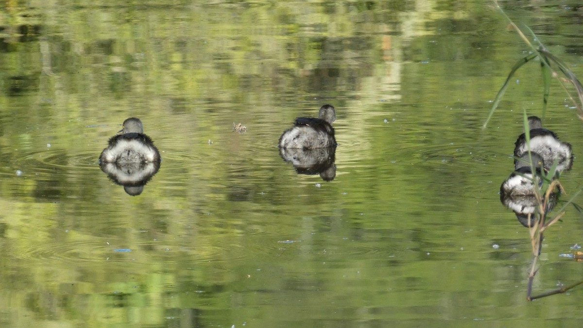 Txilinporta beltza - ML647667548