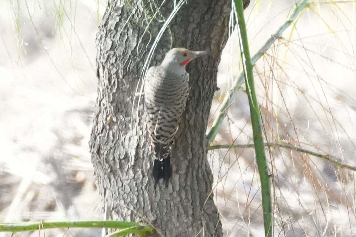 Altın Ağaçkakan - ML647667549