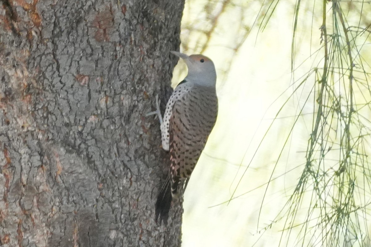Northern Flicker - ML647667550