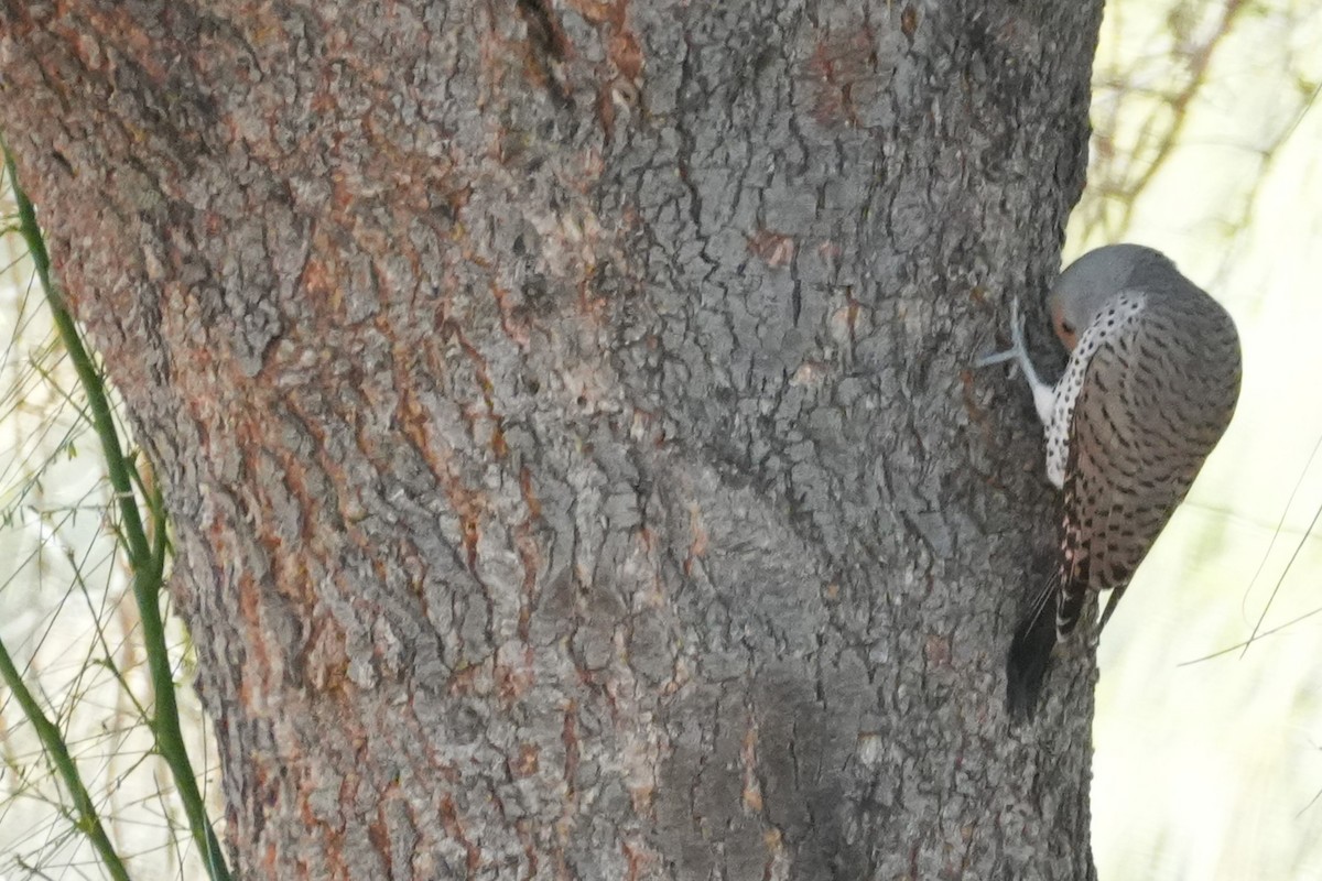 Altın Ağaçkakan - ML647667551