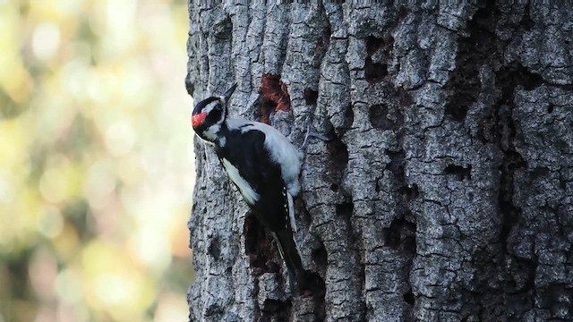 Hairy Woodpecker - ML647667552