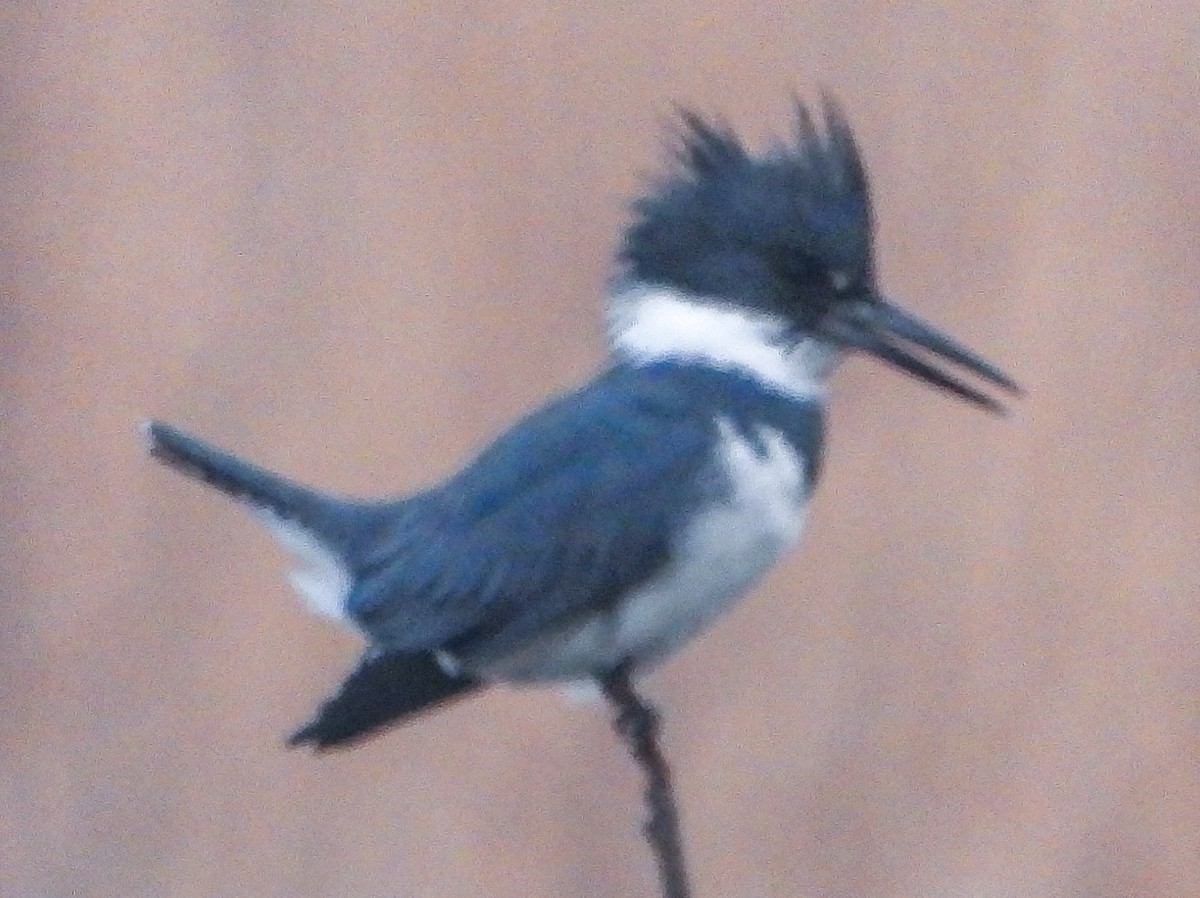 Martin handi iparramerikarra - ML647667556