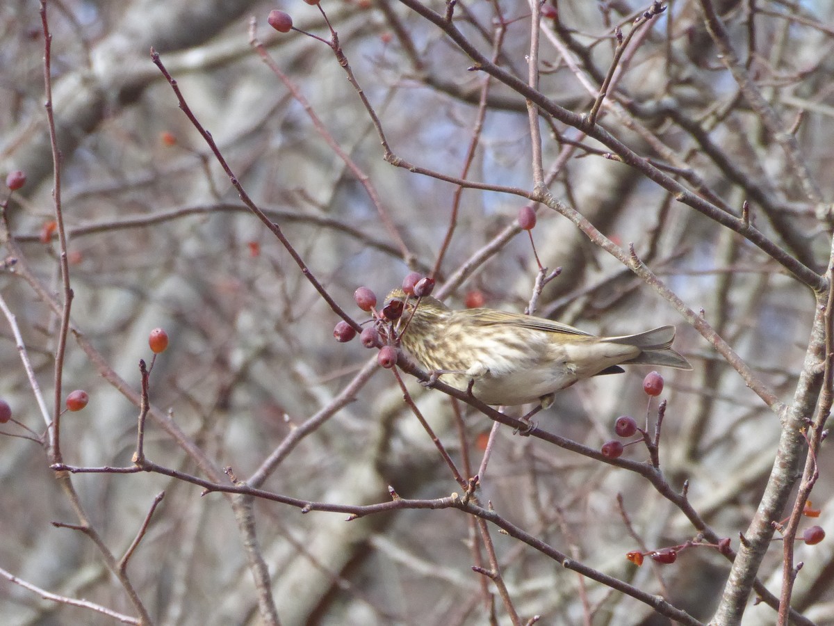 Purple Finch (Western) - ML647667557