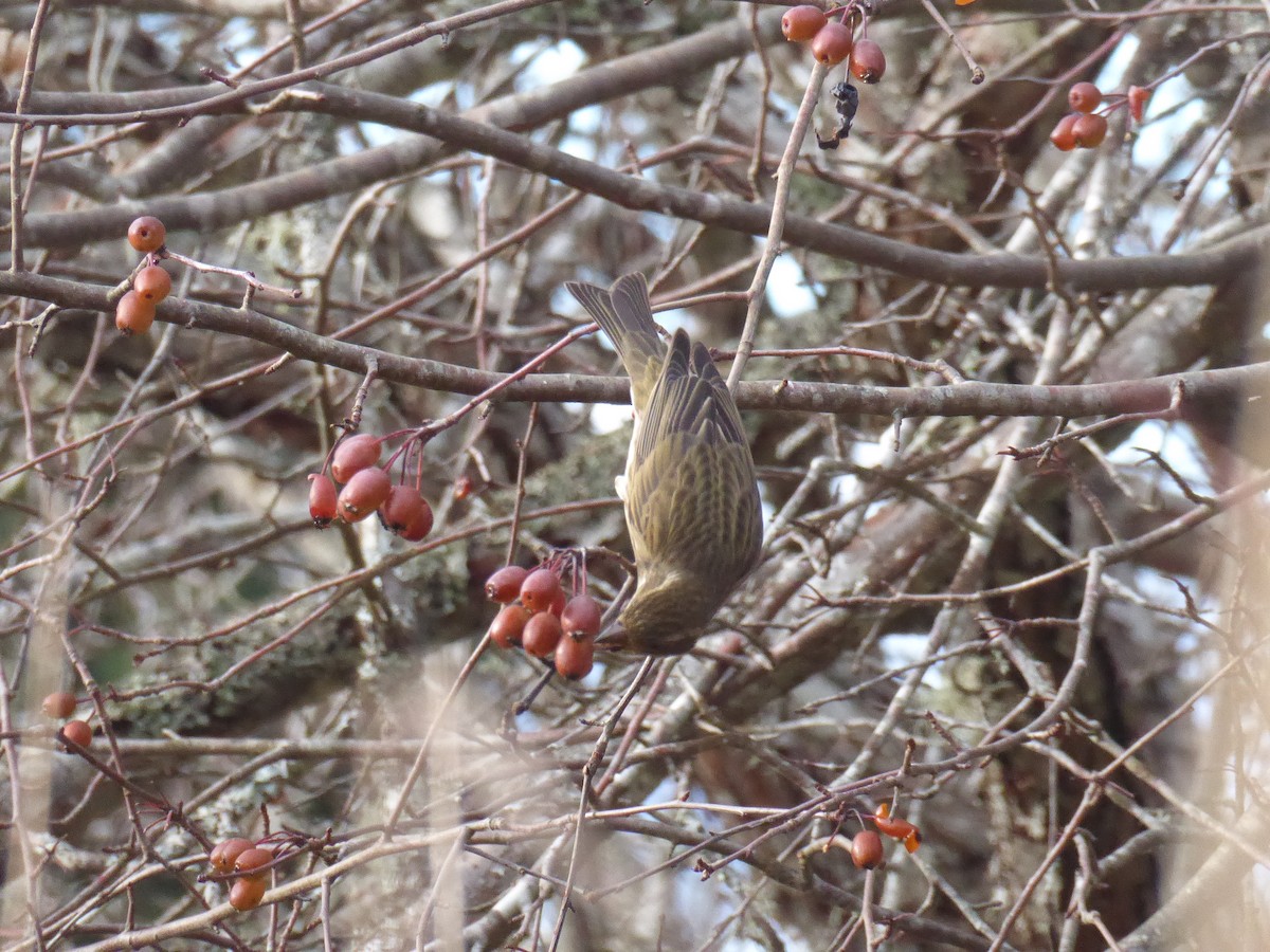 Purple Finch (Western) - ML647667558