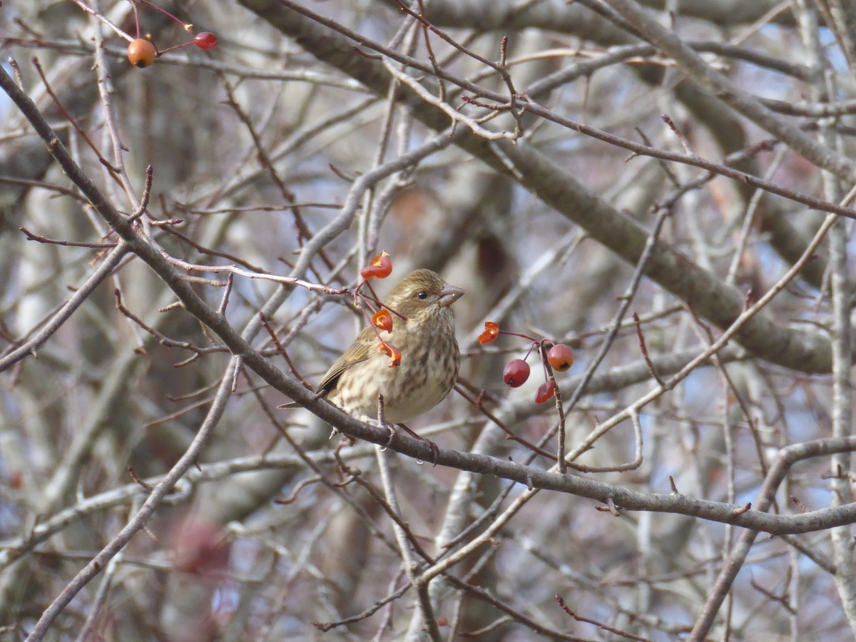 Purple Finch (Western) - ML647667559