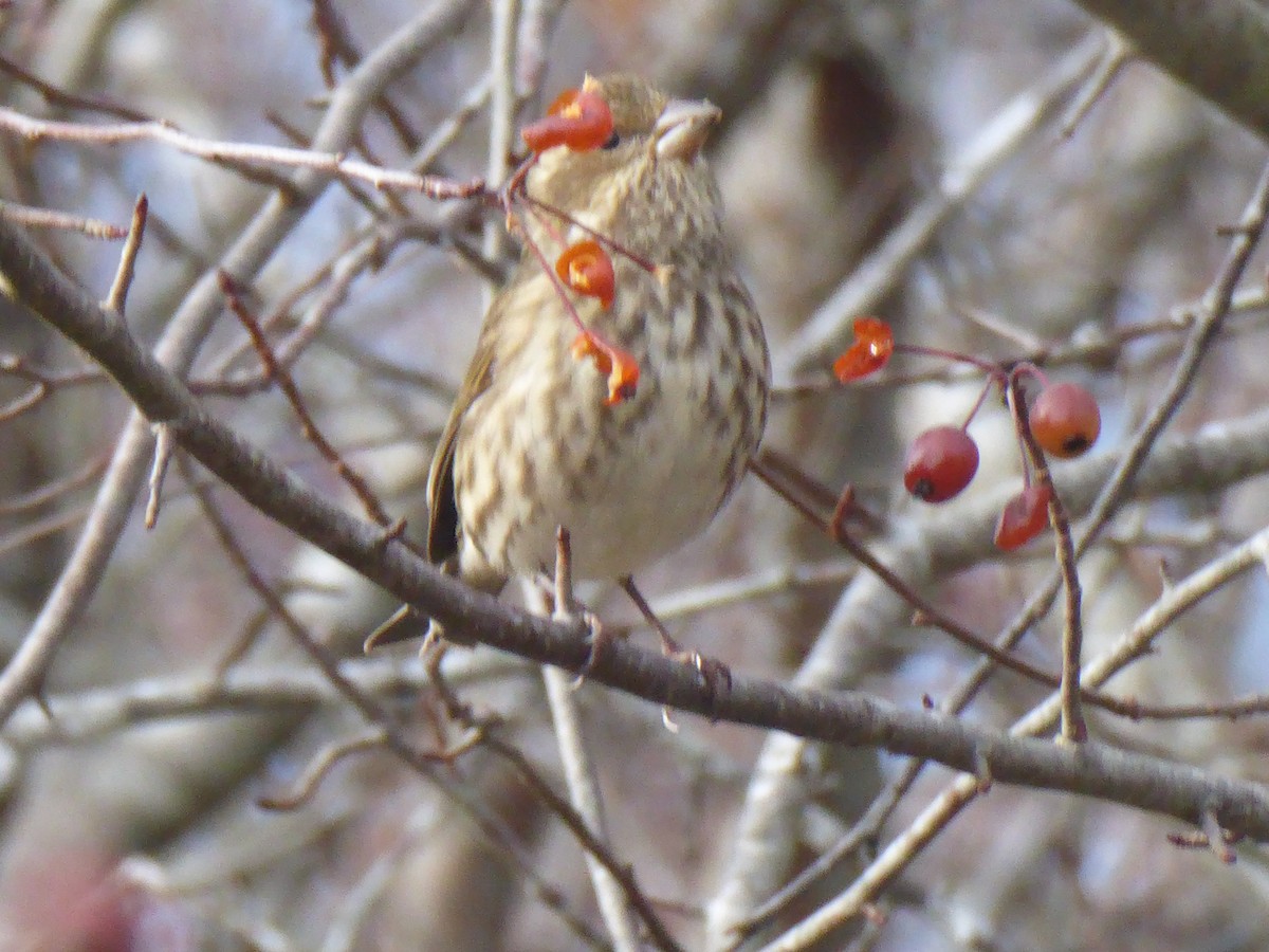 Purple Finch (Western) - ML647667560