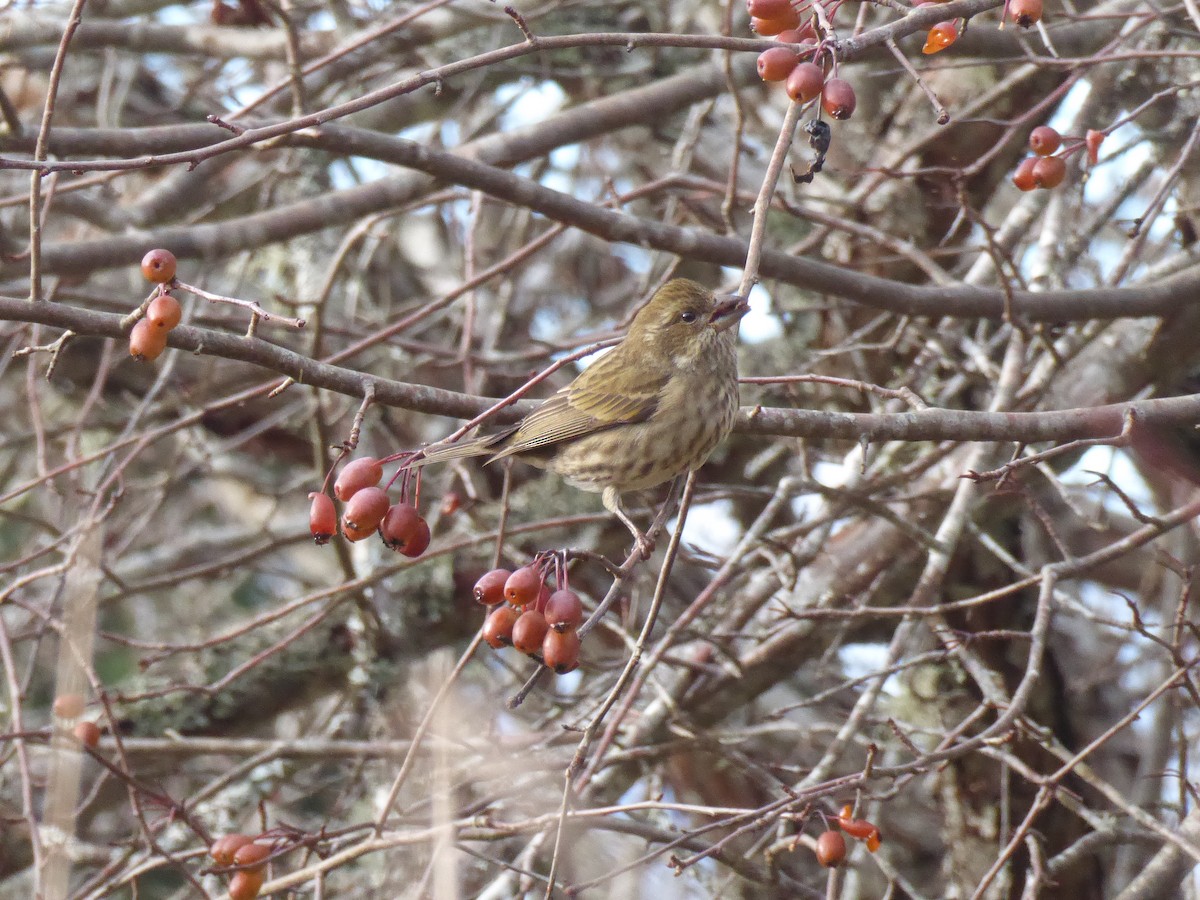 Purple Finch (Western) - ML647667561
