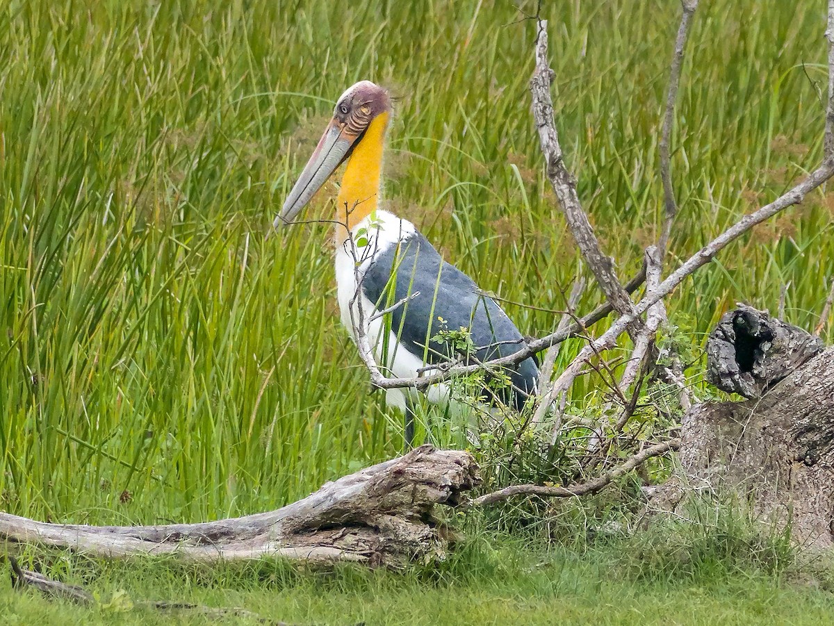 Marabu lepahoria - ML647667563