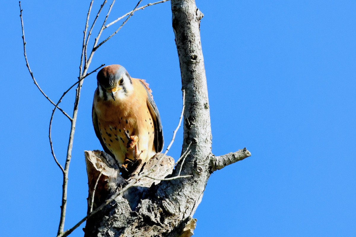 Belatz amerikarra - ML647667566