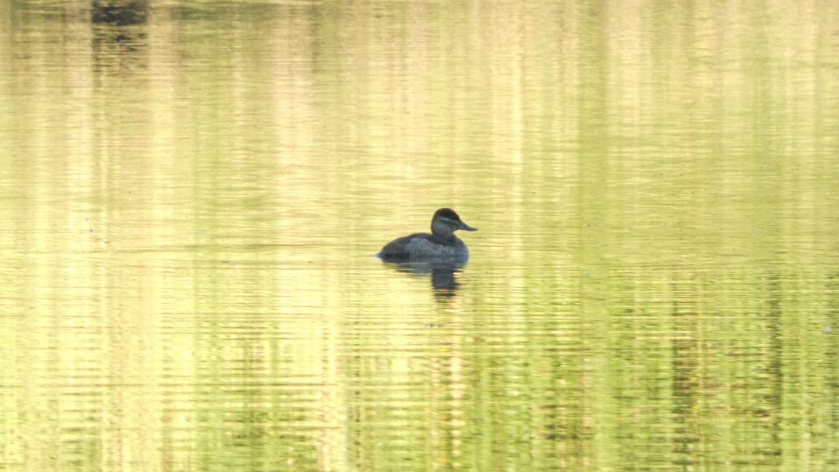 Ahate herdoiltsua - ML647667567