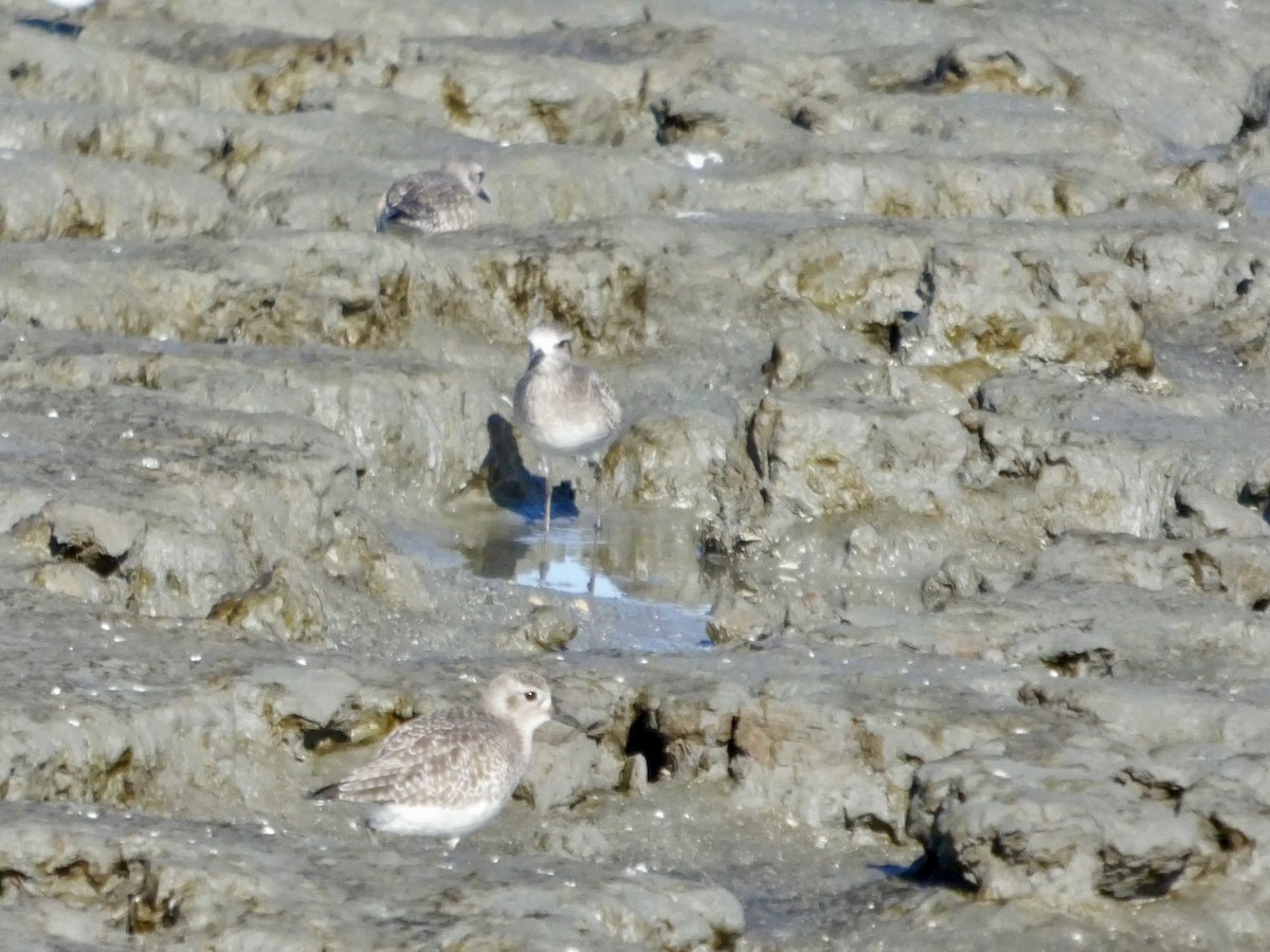 Txirri grisa - ML647667568