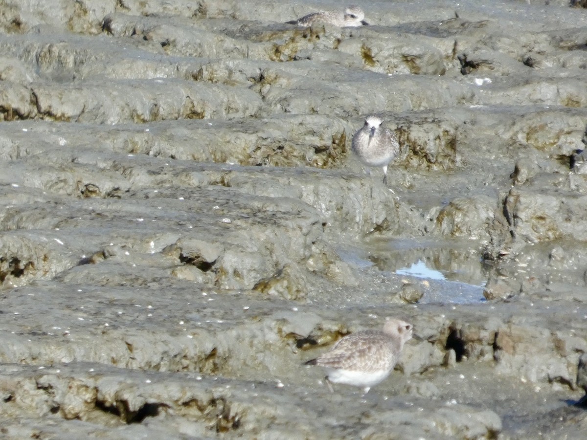 Txirri grisa - ML647667569