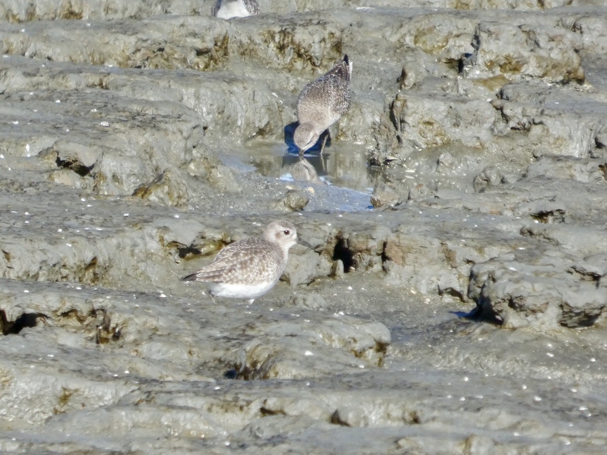 Txirri grisa - ML647667570