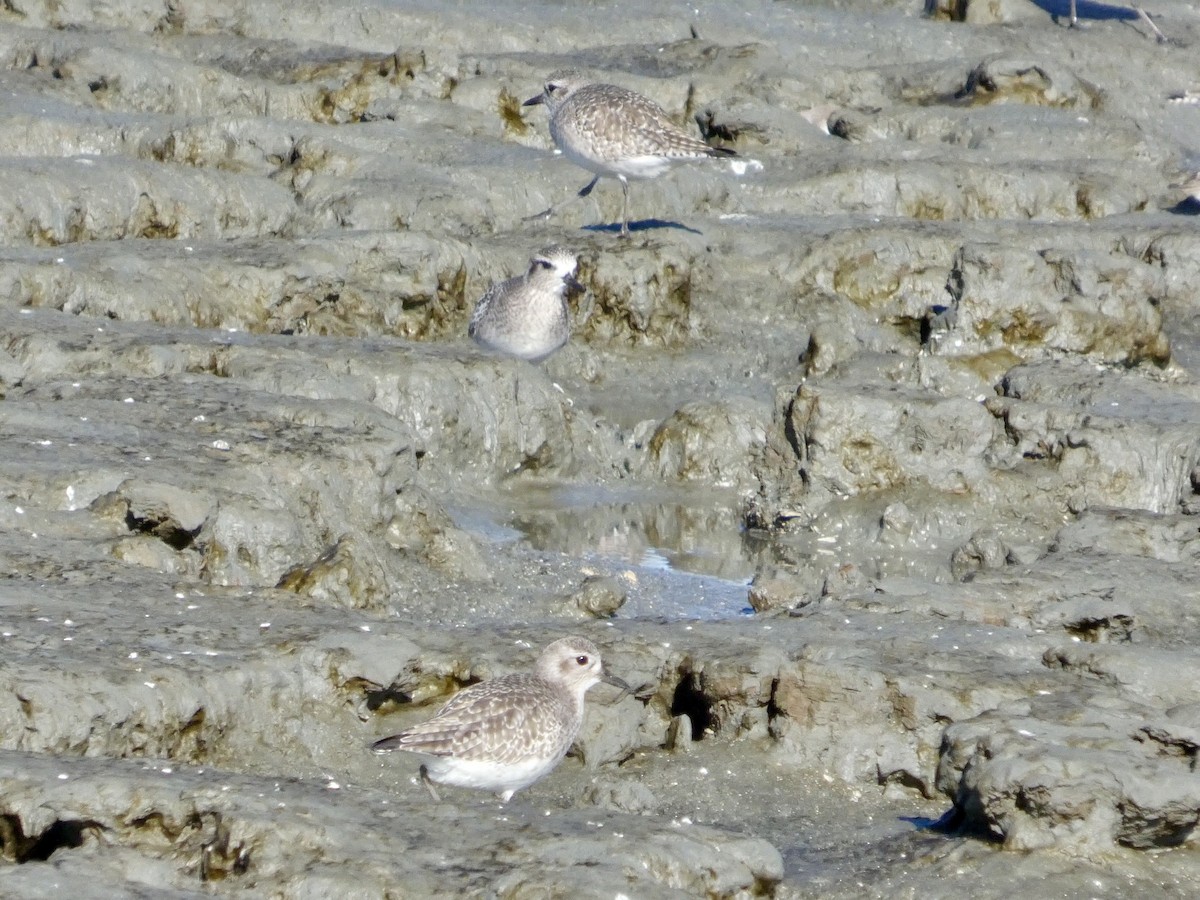 Txirri grisa - ML647667571