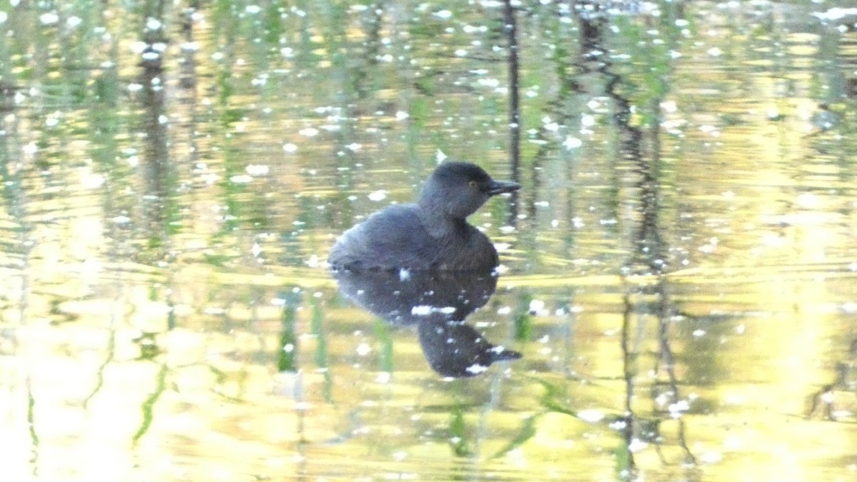 Txilinporta beltza - ML647667573