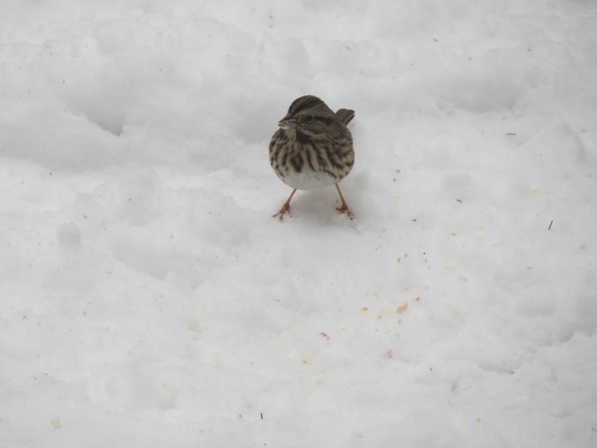 Song Sparrow (melodia/atlantica) - ML647667574
