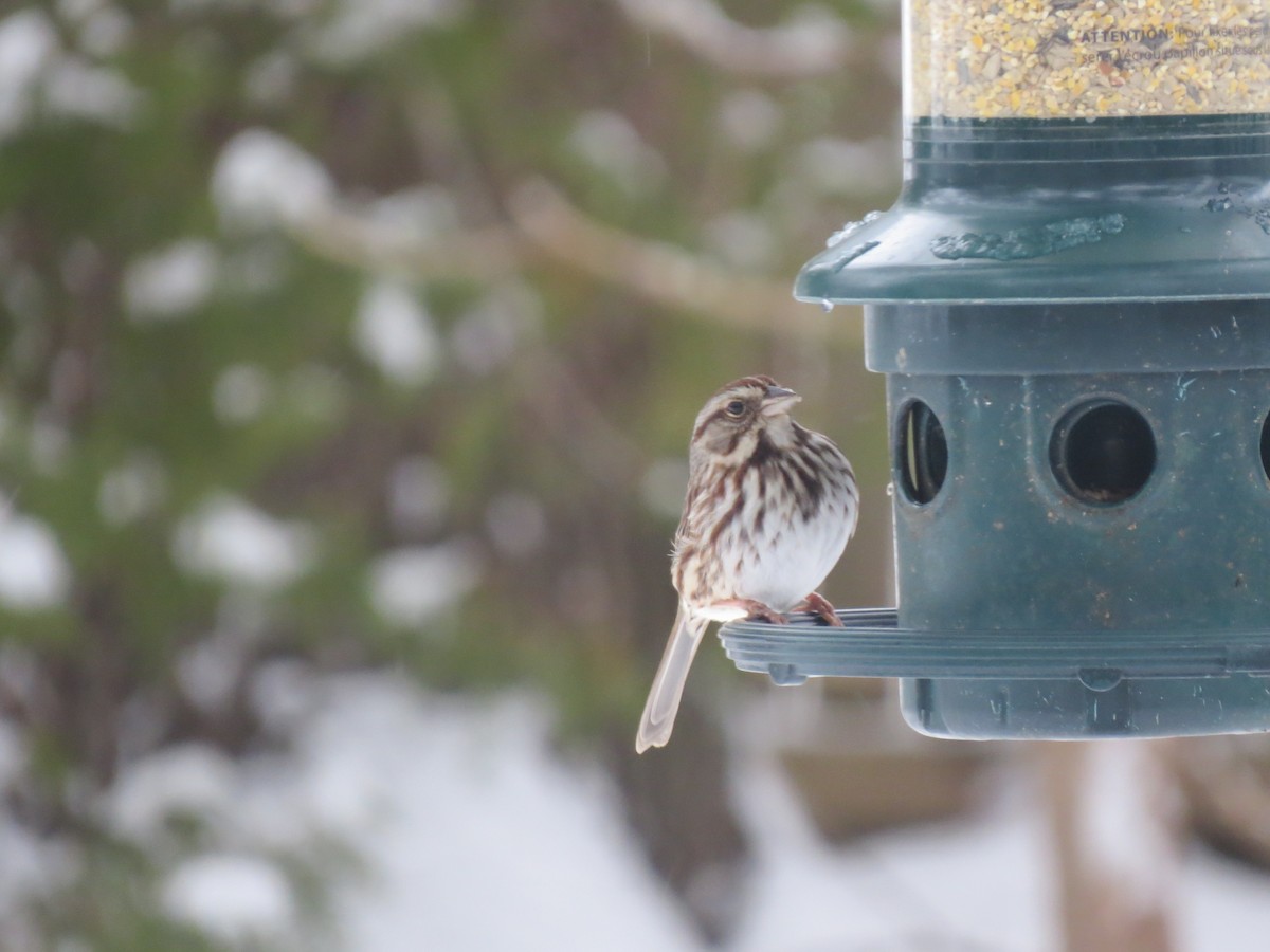 Song Sparrow (melodia/atlantica) - ML647667575
