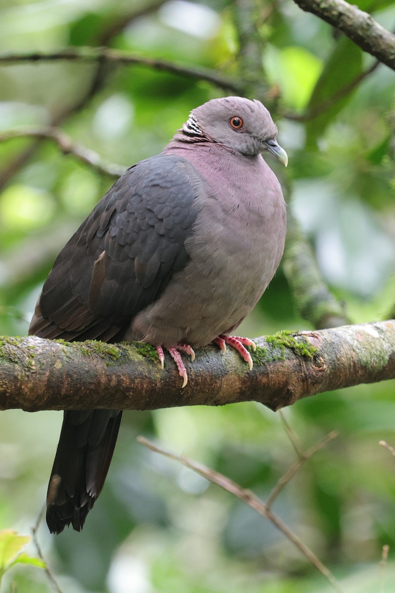 Sri Lanka Wood-Pigeon - ML647667576