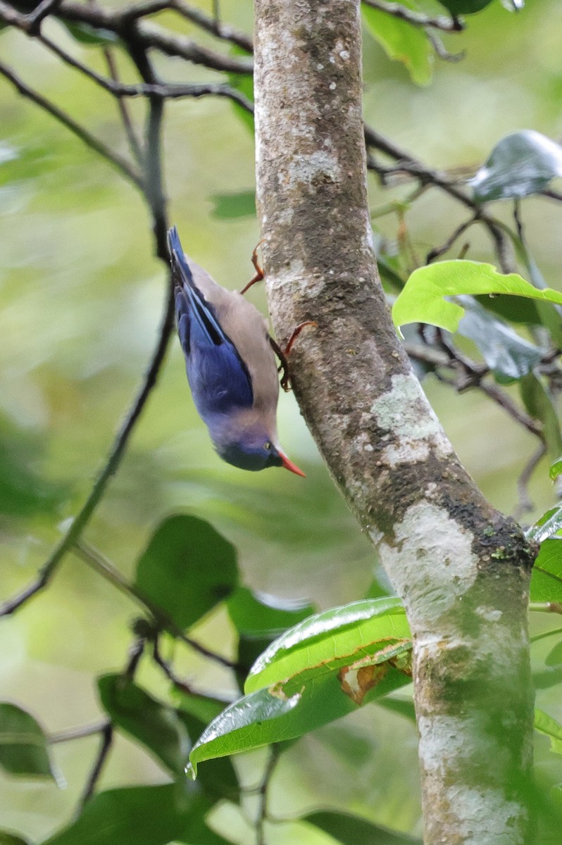 Velvet-fronted Nuthatch - ML647667577
