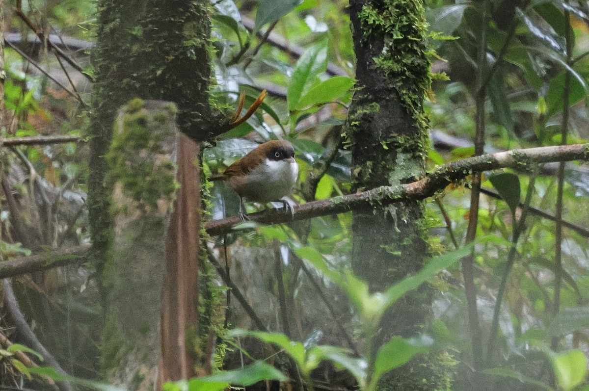 Sri Lanka Wood-Pigeon - ML647667578