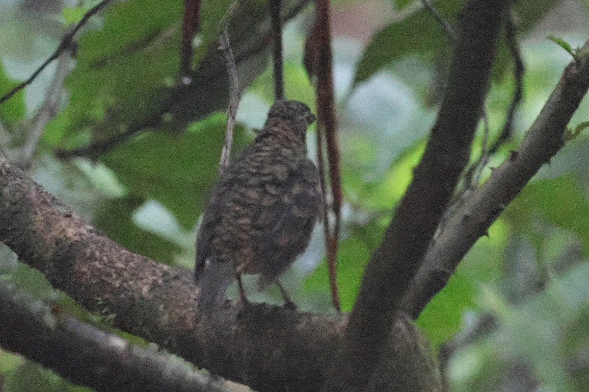 Sri Lanka Wood-Pigeon - ML647667579