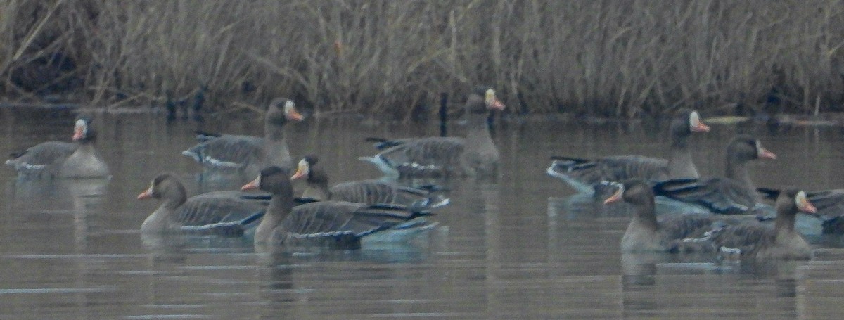 Blässgans - ML647667580