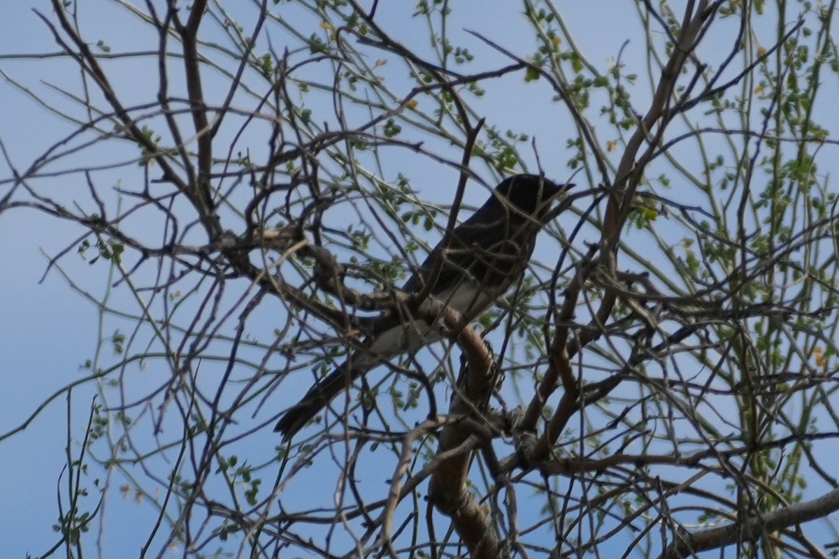 Black Phoebe - ML647667581