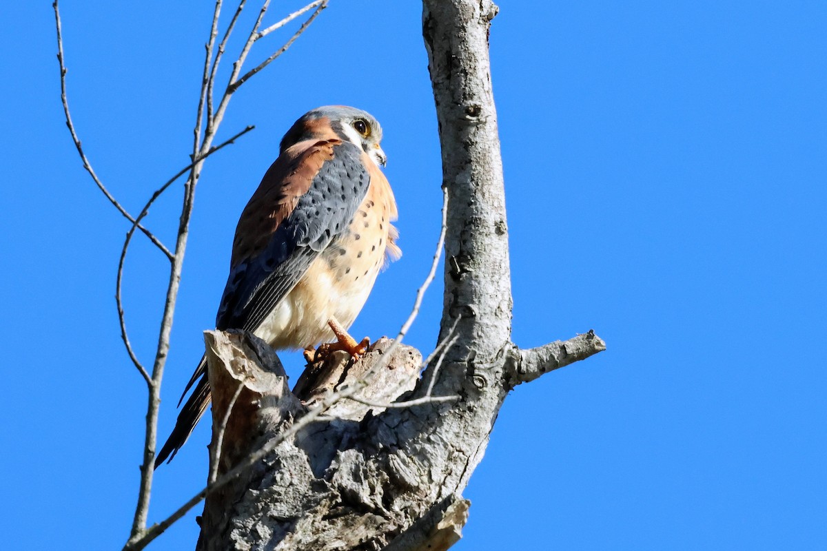 Belatz amerikarra - ML647667582