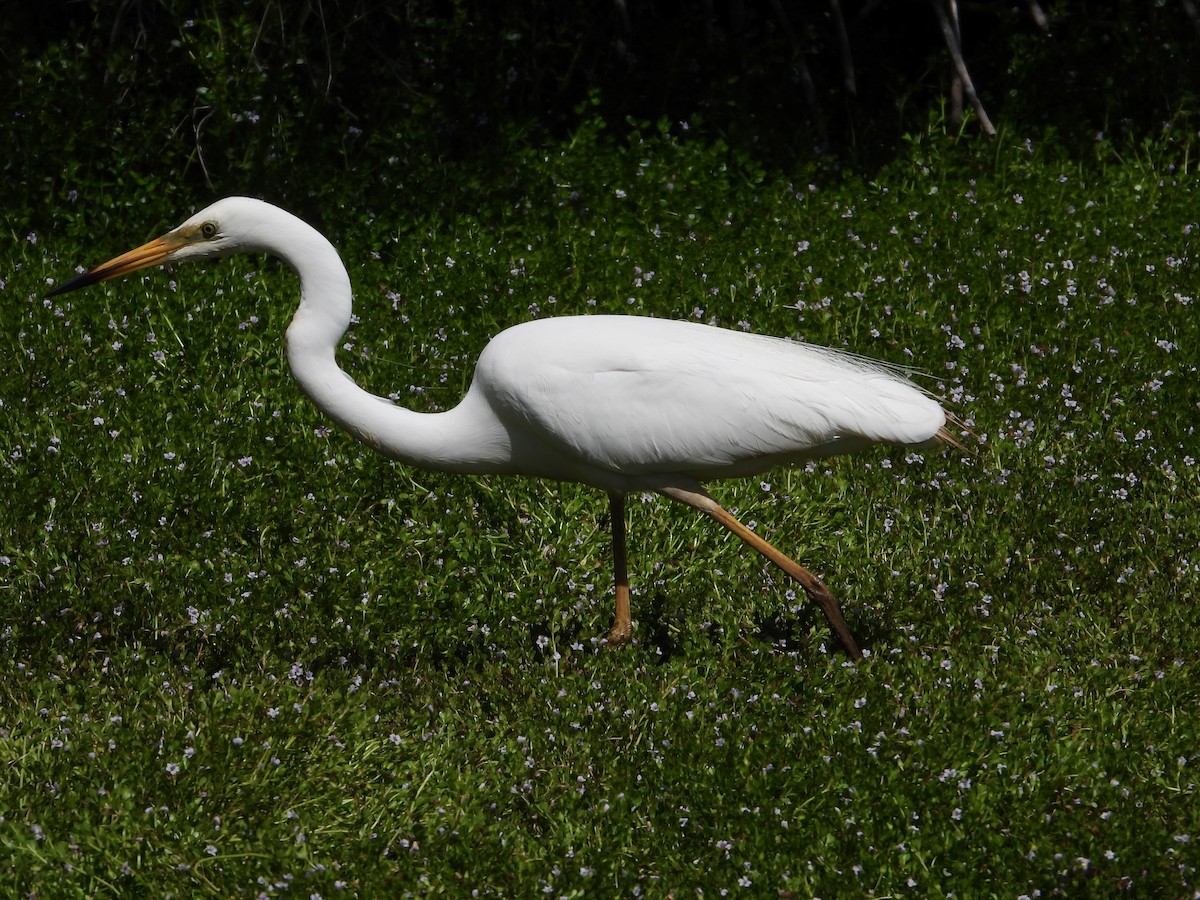 Great Egret - ML647667584