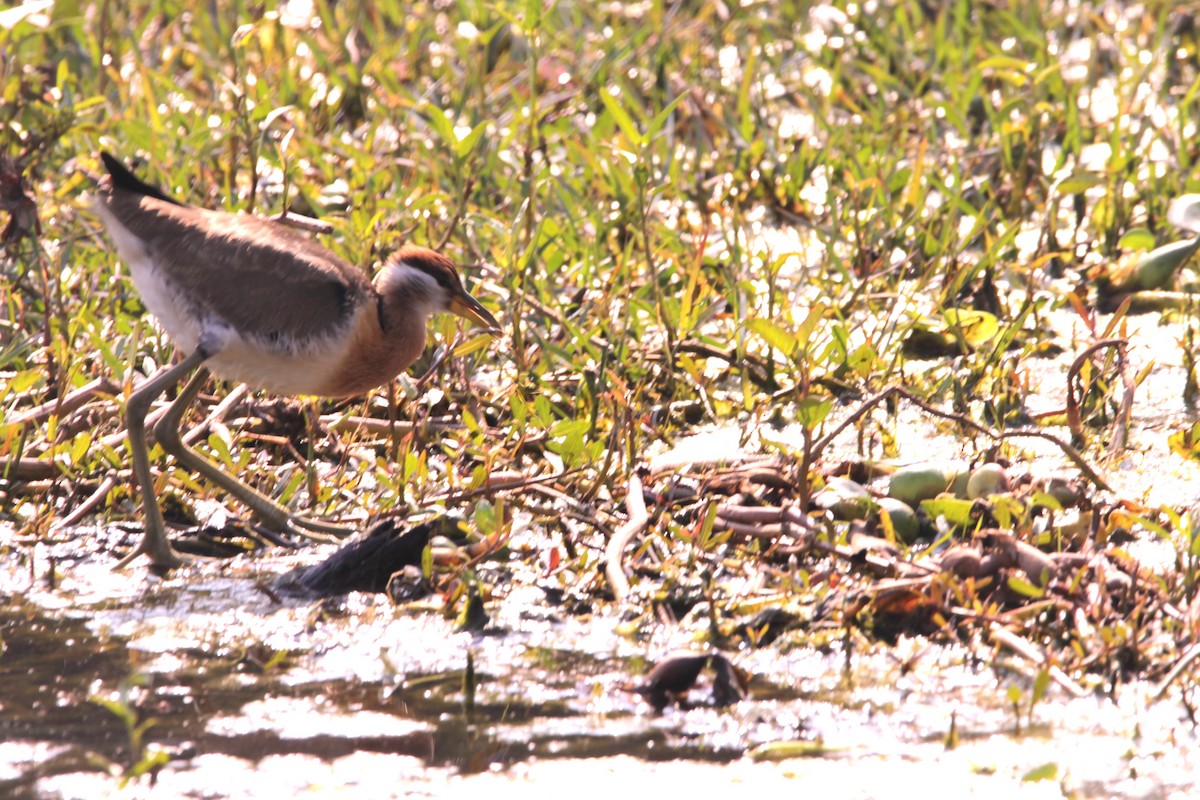 Bronze-winged Jacana - ML647667609