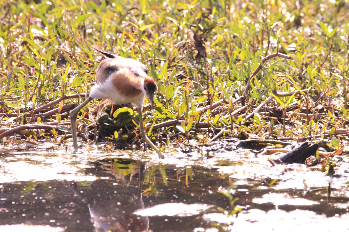 Bronze-winged Jacana - ML647667610