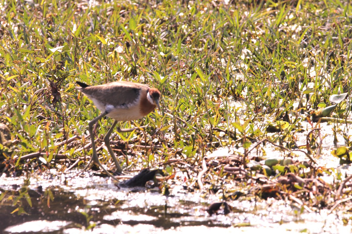 Bronze-winged Jacana - ML647667611
