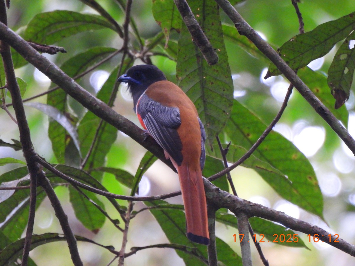 Malabar Trogon - ML647667617