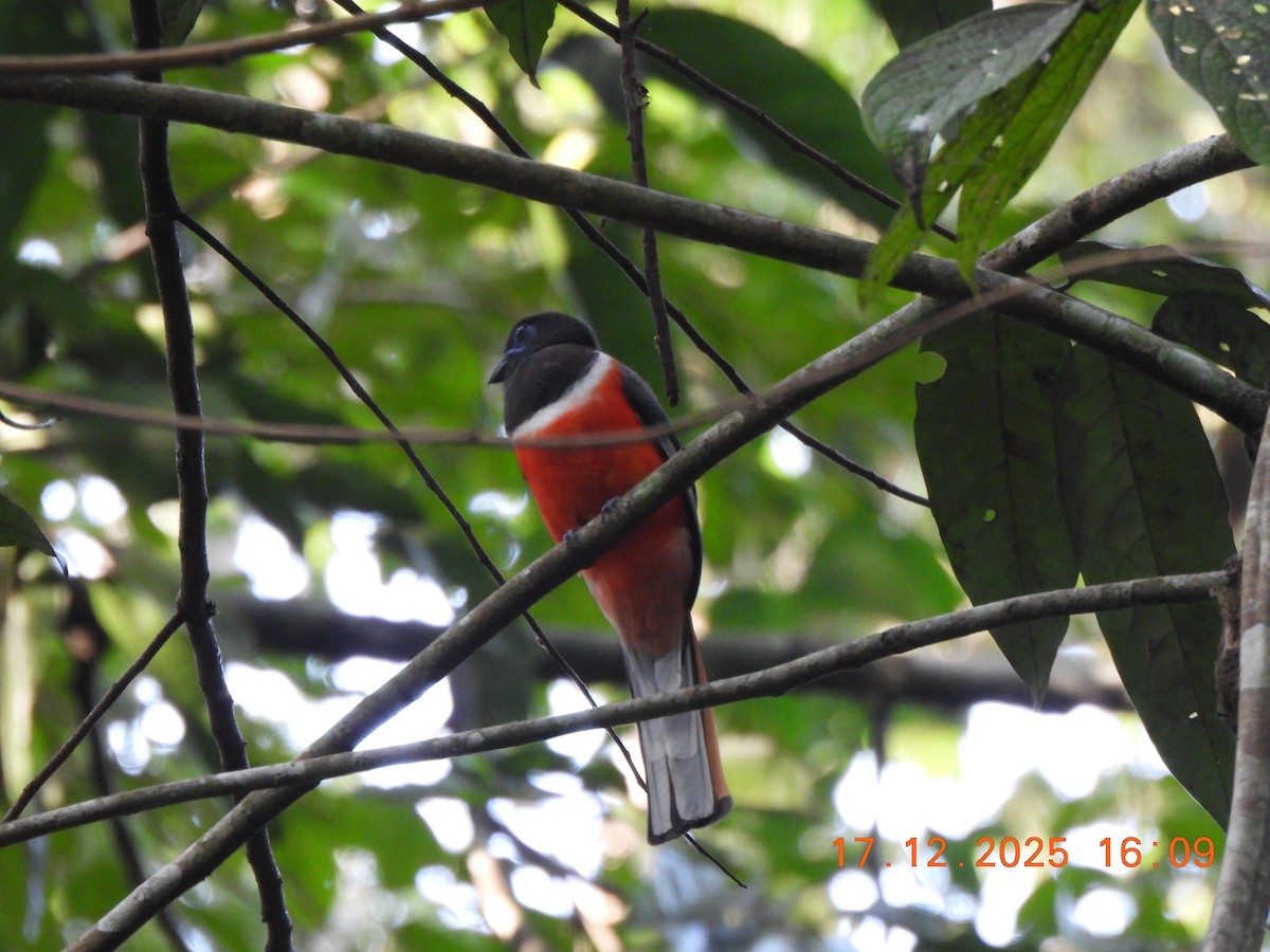 Malabar Trogon - ML647667618
