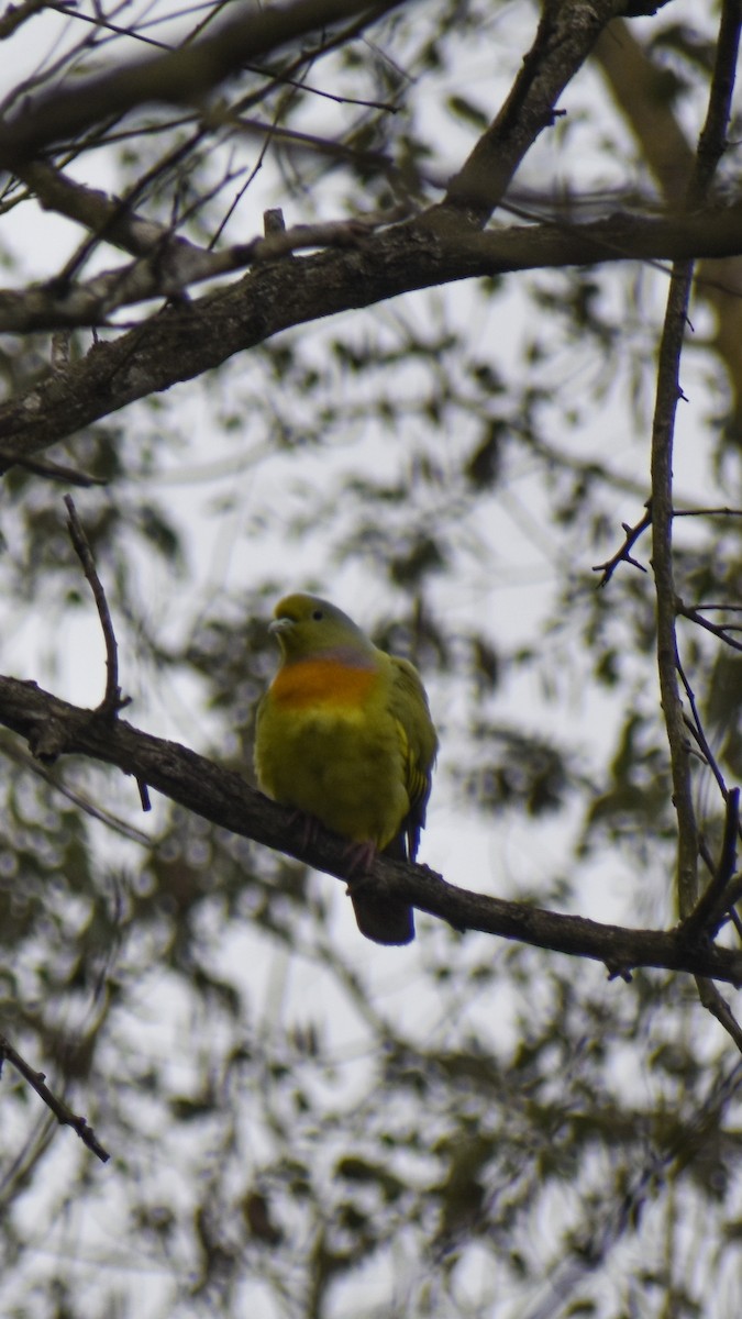 Orange-breasted Green-Pigeon - ML647667632