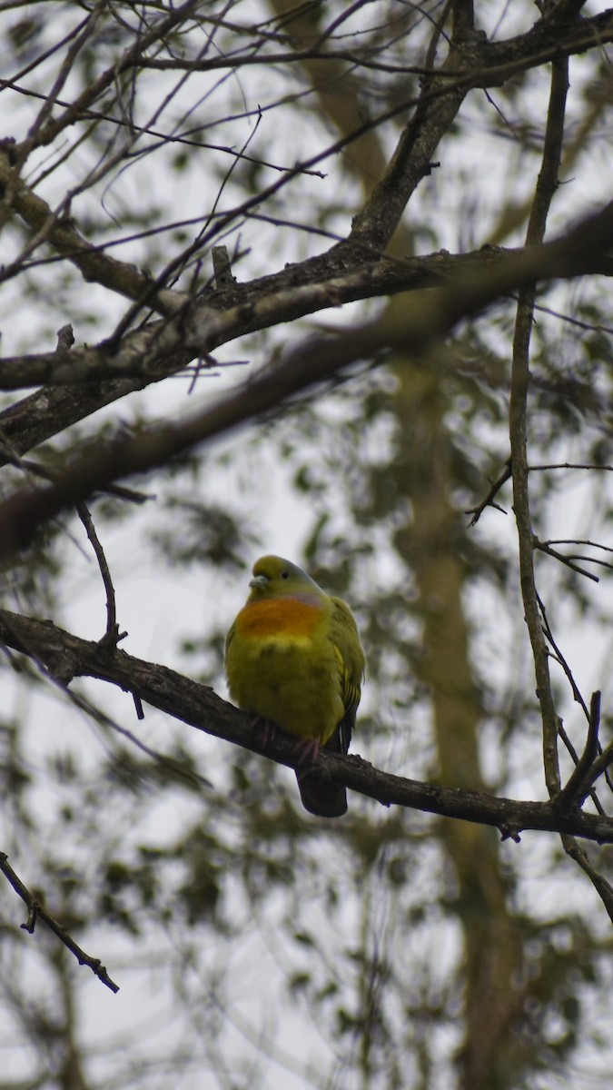 Orange-breasted Green-Pigeon - ML647667633