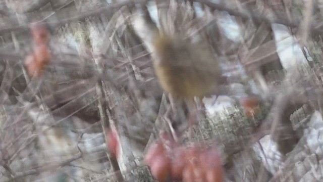 Purple Finch (Western) - ML647667635