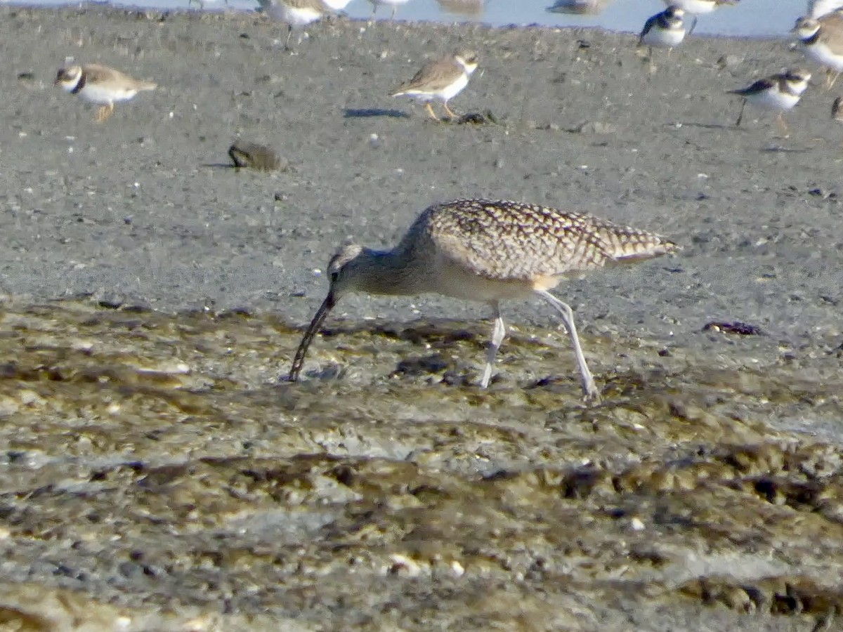 Кульон американський - ML647667641