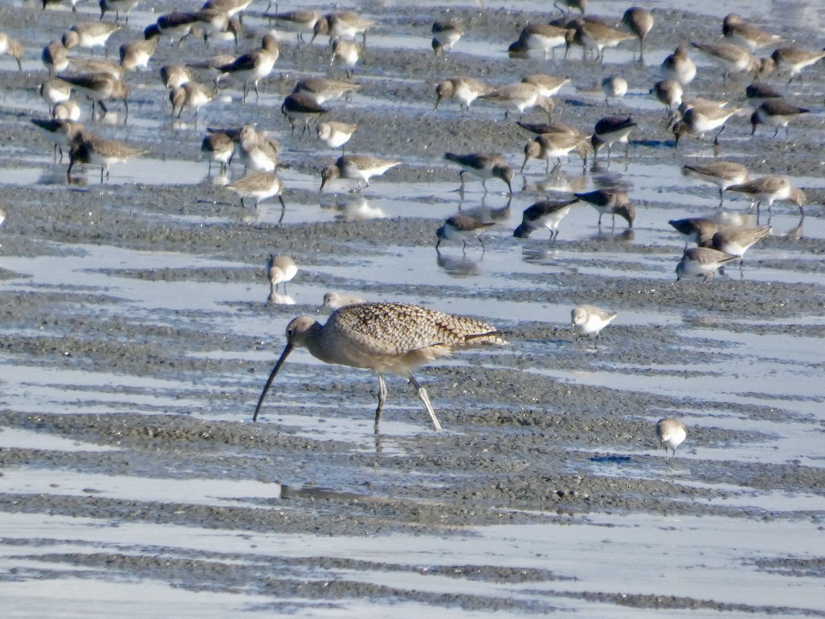 Кульон американський - ML647667642