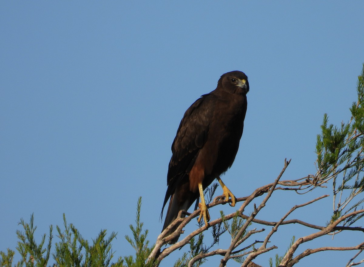 Swamp Harrier - ML647667644