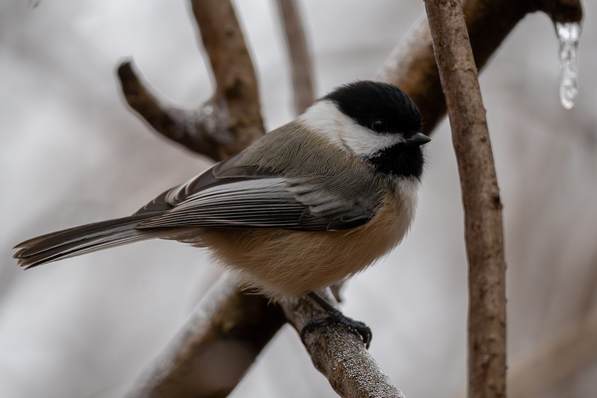 Black-capped Chickadee - ML647667645