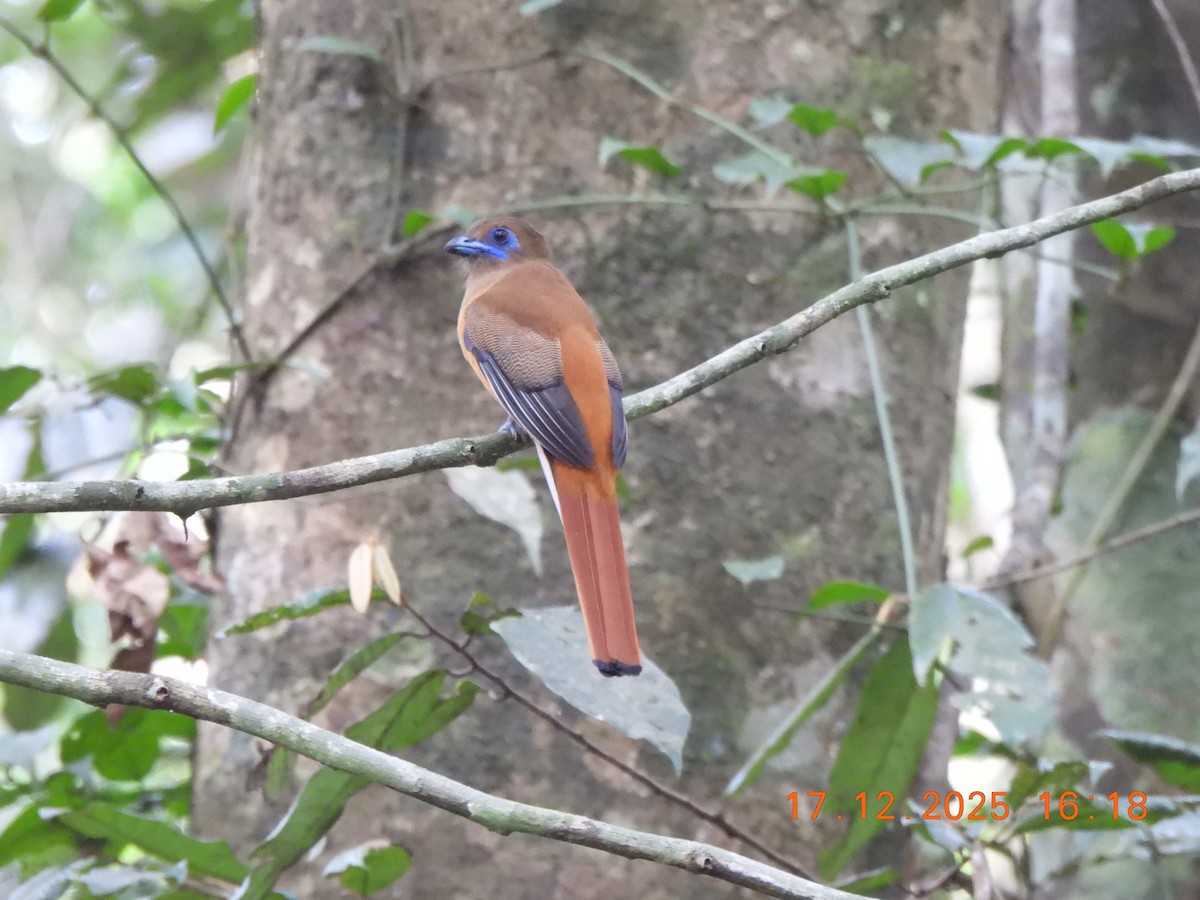 Malabar Trogon - ML647667647